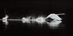 Before The Swan: Why Venture Capital Matters